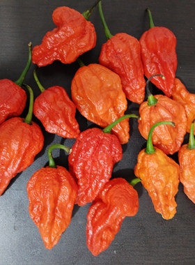 云南德宏新鲜采摘正宗傣族魔鬼辣椒特辣变态辣涮涮辣椒特产