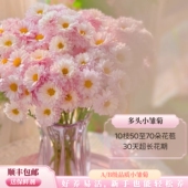云南汉城小菊三文鱼小菊AB级10支鲜切花家用插花超长花期顺丰 包邮