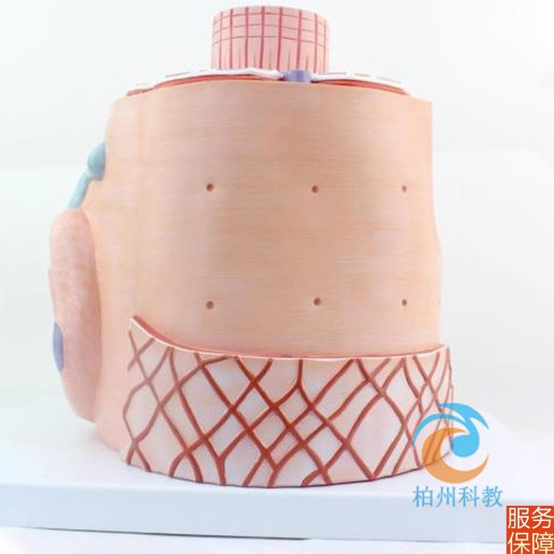 骨骼肌超微结构模型