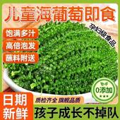 儿童海葡萄新鲜即食鱼子酱孕妇小孩吃 海葡萄营养零食官方旗舰店