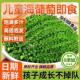 儿童海葡萄新鲜即食鱼子酱孕妇小孩吃 海葡萄营养零食官方旗舰店