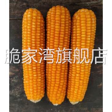 大别山传统老品种小金黄非转基因玉米种农家可留种自产玉米粒1斤