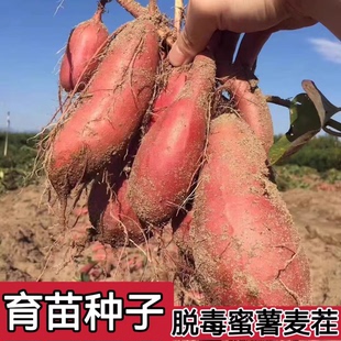 蜜薯种子红薯种地瓜番薯育苗种烟25哈密西瓜红蜜薯糖心地瓜育苗种