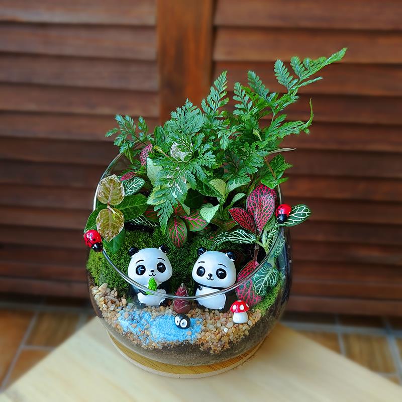 包邮小朋友手工礼物亲子活动生态瓶苔藓微景观植物造景diy材料包