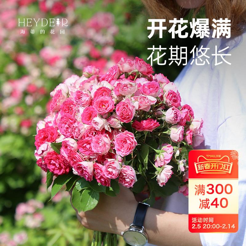 海蒂的花园 胭脂扣藤本丰花月季花墙拱门栅栏阳台爬藤花卉盆栽苗