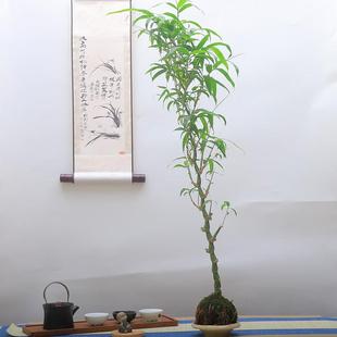 高杆佛肚竹苔藓球绿植盆景客厅室内树桩盆栽好养活盆栽四季常青