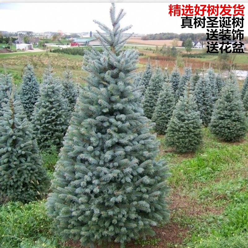 真树圣诞树的松树室内外大小型云杉圣诞树盆栽真树挪威云杉圣诞树