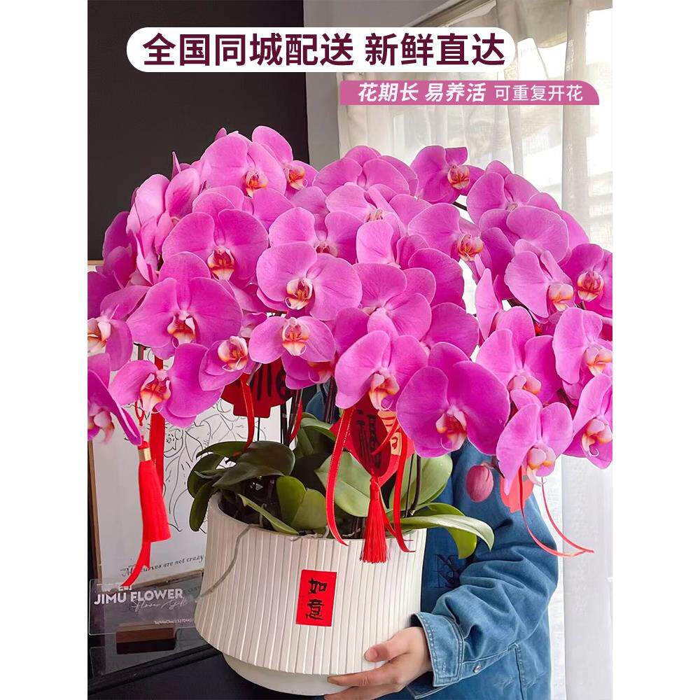成都蝴蝶兰盆栽开业鲜花速递同城杭州北京广州上海广州杭州送礼物