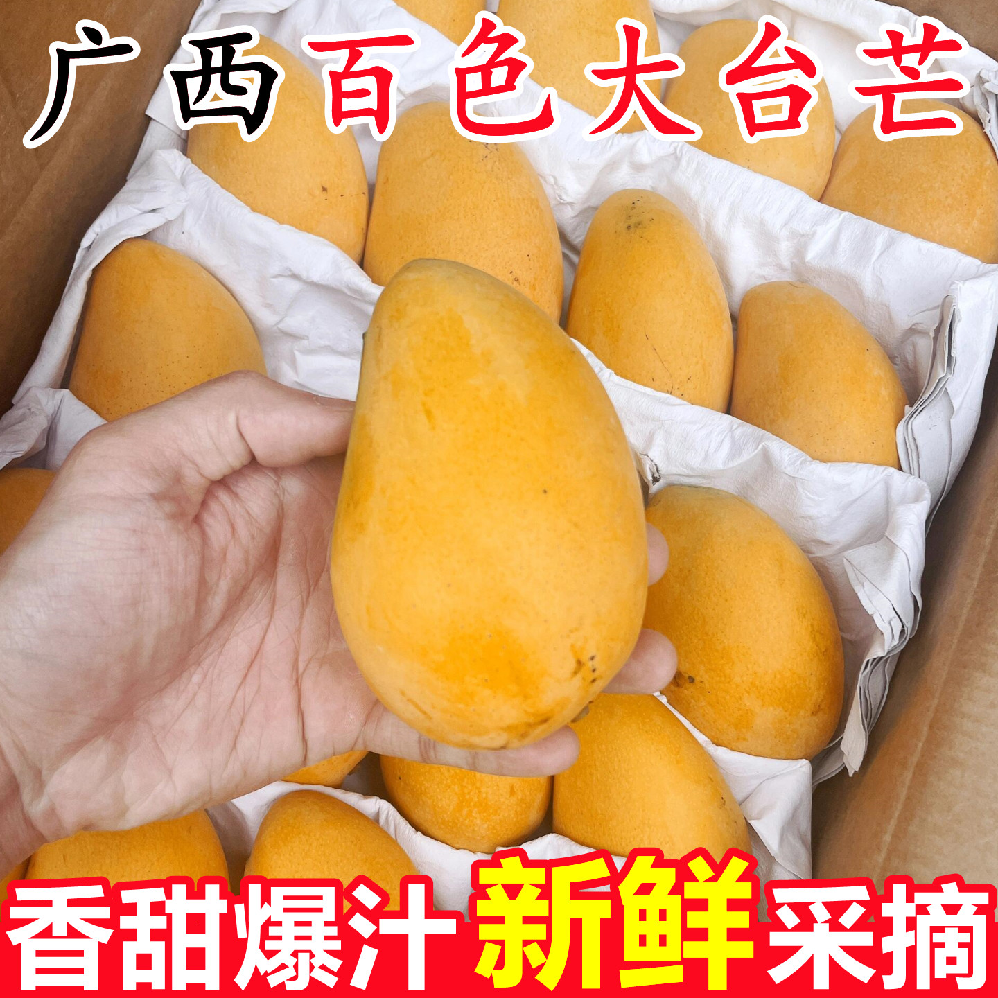 【广西百色小台芒】已上热销榜!
