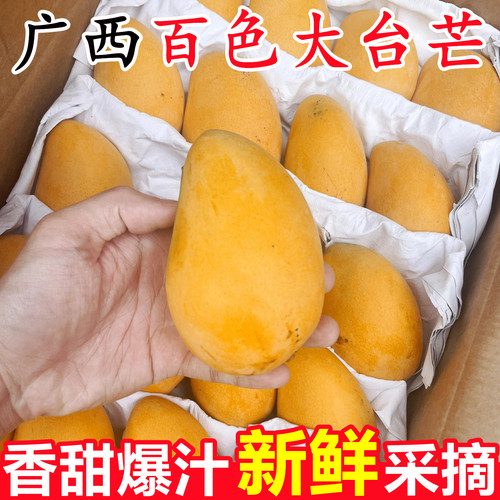 【广西百色小台芒】已上热销榜！