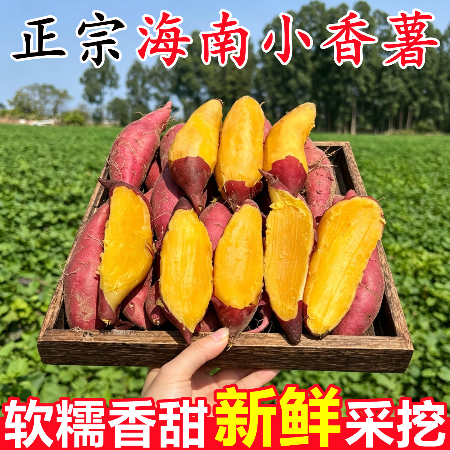 正宗海南小香薯产地直发新鲜红薯9斤应当季沙地蜜薯地瓜番薯整箱