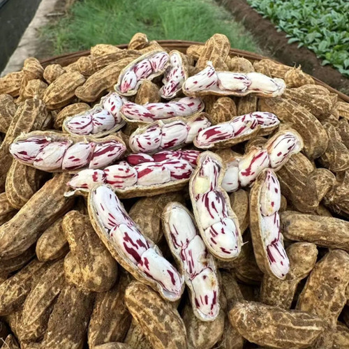 云南七彩湿花生带壳新鲜现挖