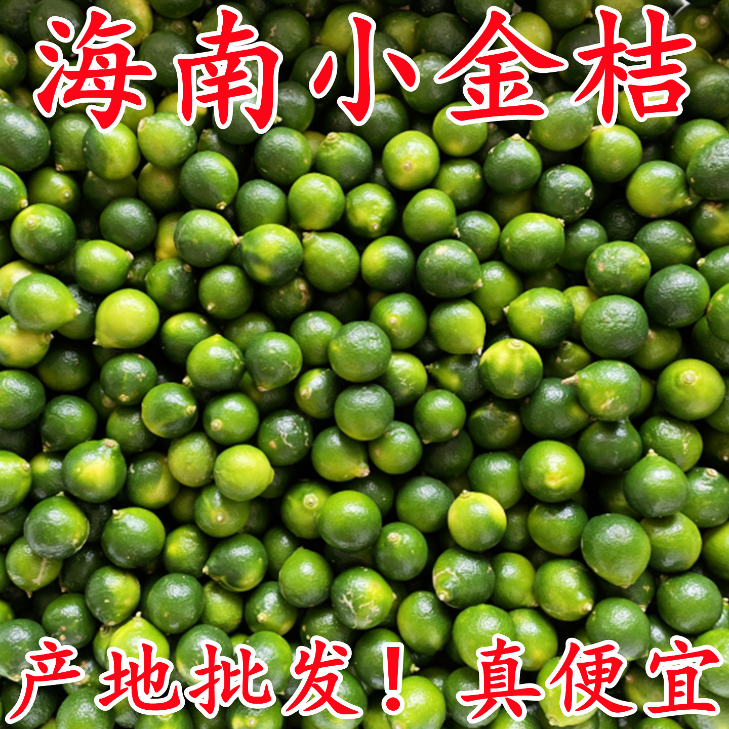 海南小青桔小金桔子新鲜水果采摘小青柑应当季时令柠檬奶茶店专用
