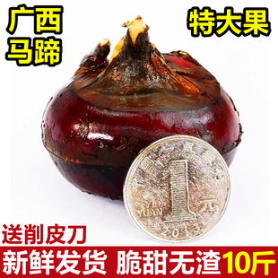 正宗广西马蹄荸荠新鲜特大果9斤应当季荔珍珠马蹄浦水果蔬菜整箱