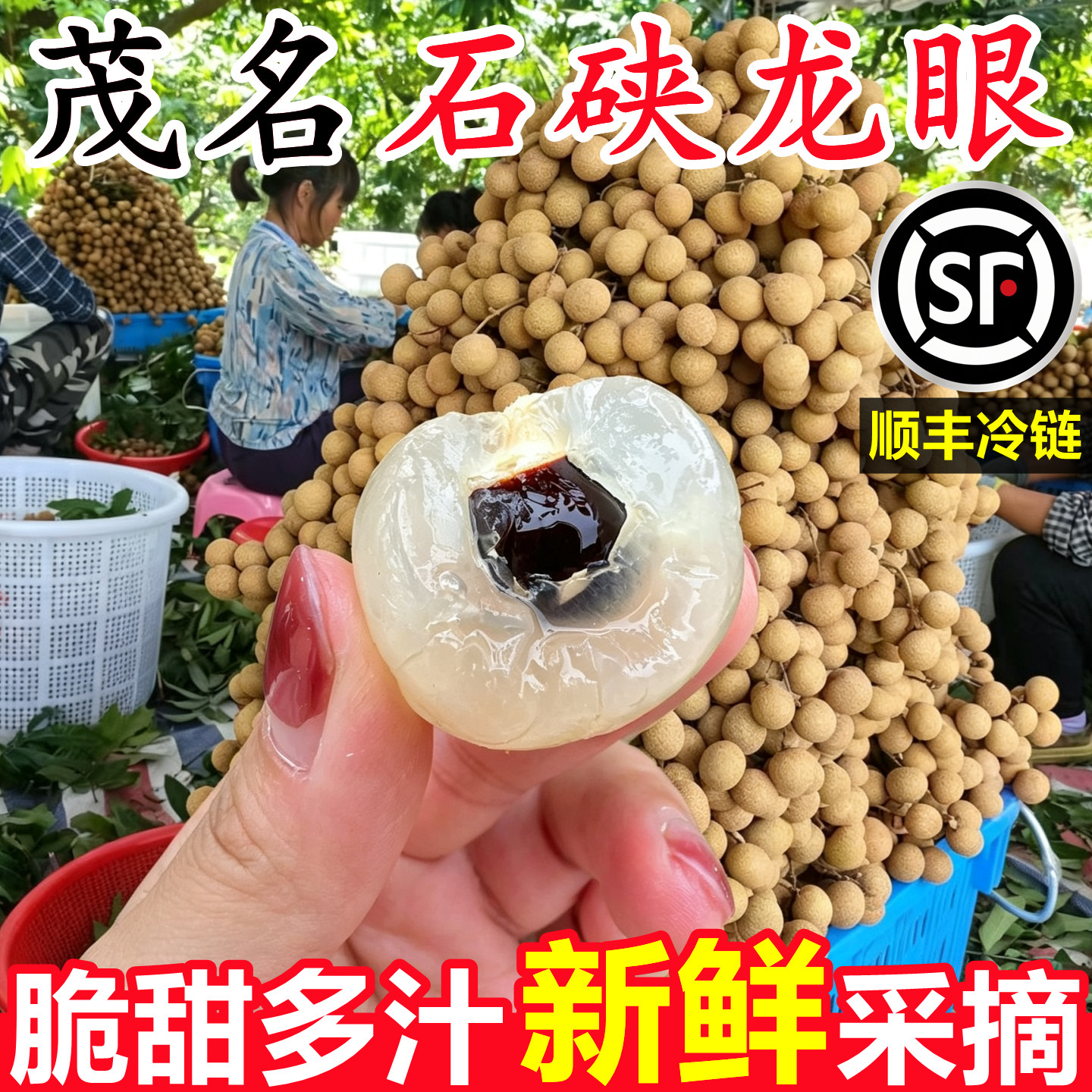 【广东茂名石硖龙眼】官方推荐!