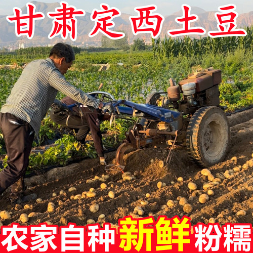 【正宗甘肃定西土豆】包粉包面