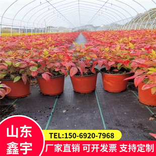 黑色防草布园艺地布pp果园盖草布1米宽编织土工布可用3年 90克