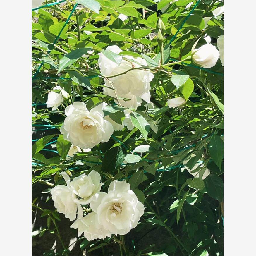 藤冰山月季白色藤本花卉蔷薇花苗带花苞四季开花大苗拱门栅栏爬藤 - 实物图