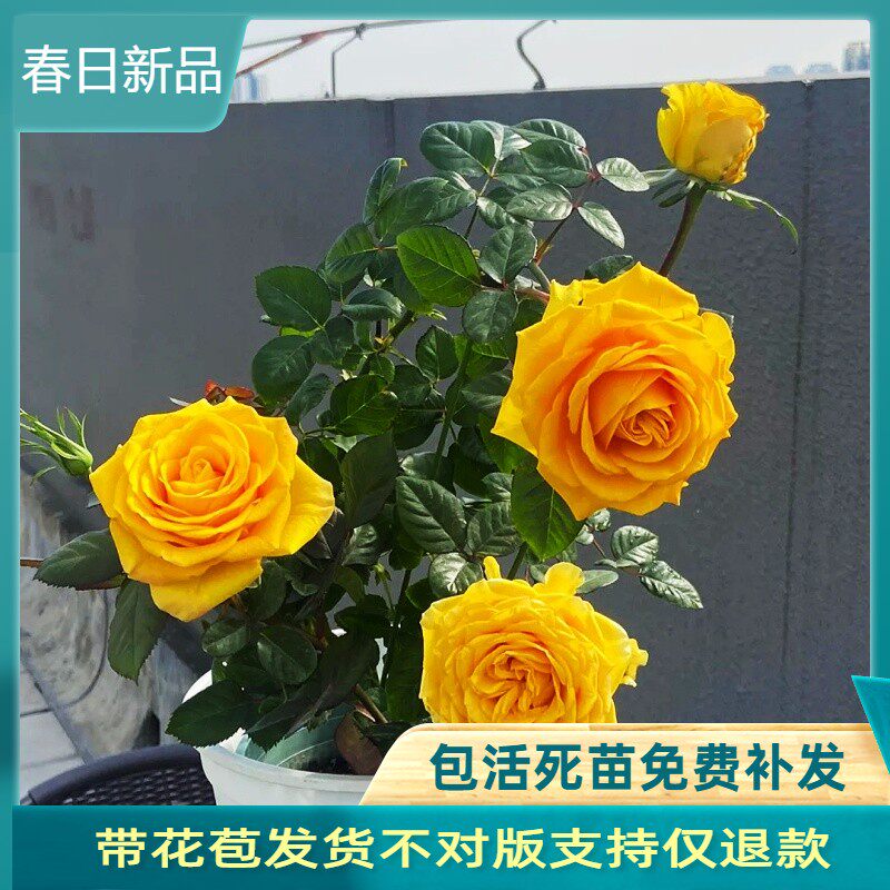 苏格兰黄油玫瑰花盆栽切花月季花苗阳台庭院金黄色大花玫瑰四季开