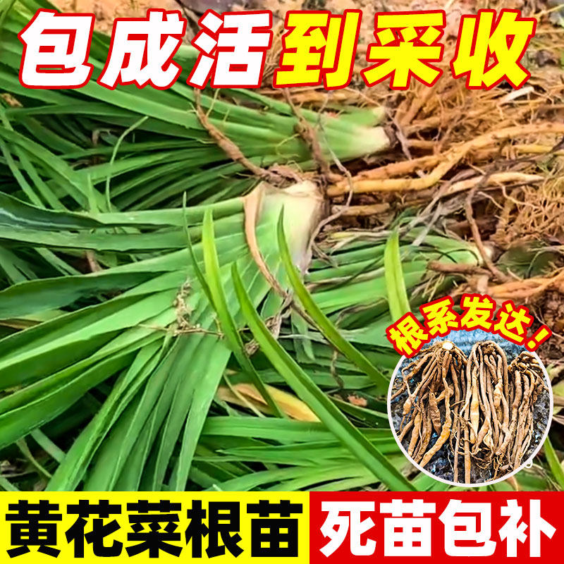 食用黄花菜根黄花菜种苗幼苗金针菜多年生庭院种籽现挖现发包成活