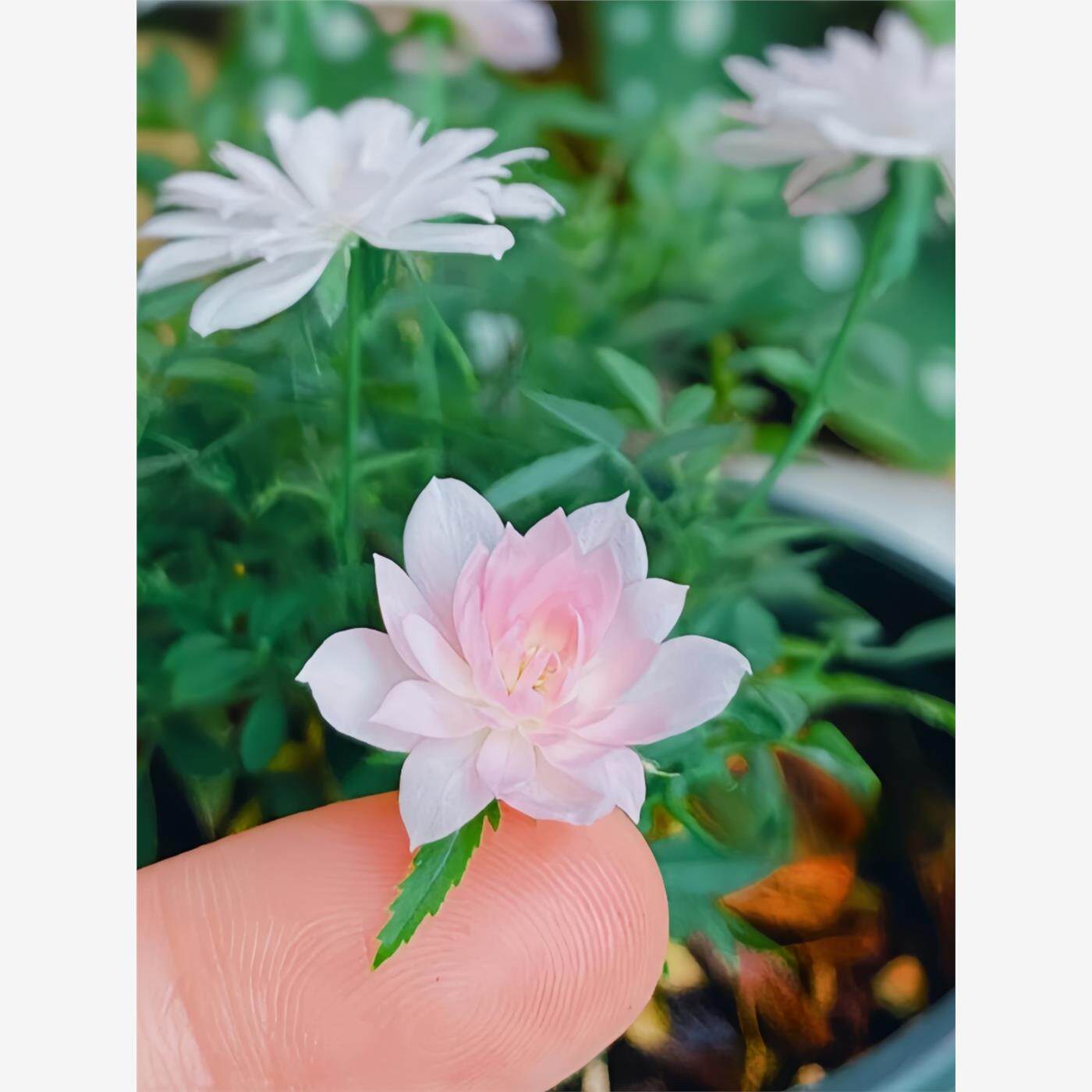 微型 姬月季 姬乙女小盆栽室内客厅茶桌面绿植超微型蔷薇玫瑰