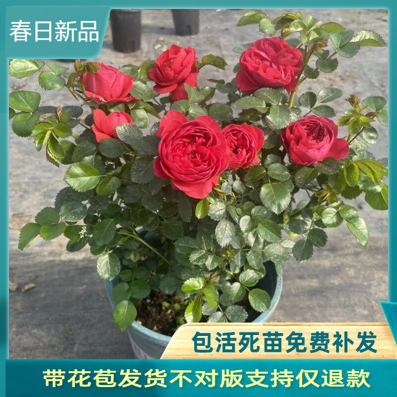 红色果汁阳台月季花苗盆栽花卉四季开花庭院大花玫瑰香奈儿绿植物