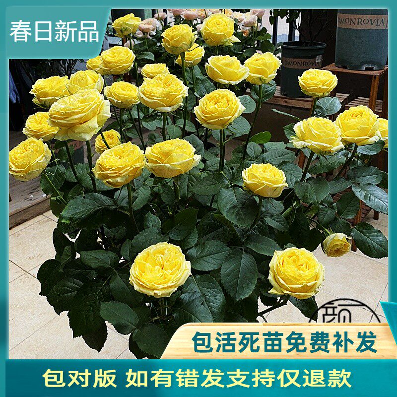 卡特琳娜黄色浓香切花玫瑰花苗阳台月季花盆栽花园花卉绿植物四季