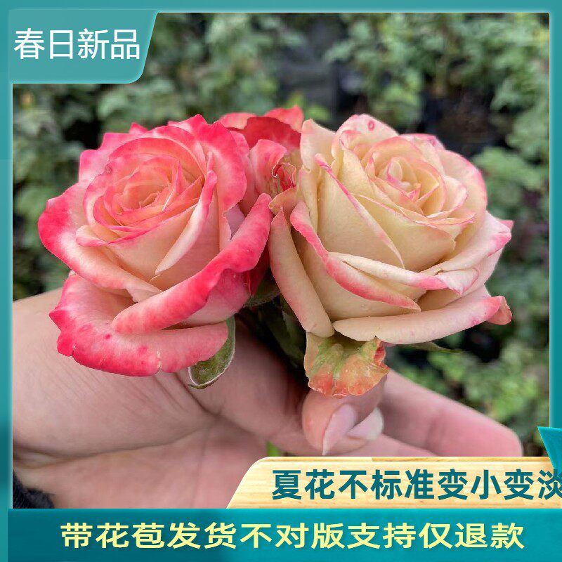 卡布奇诺玫瑰切花月季花苗特大花盆栽多季节开 花树苗灌木覆古多