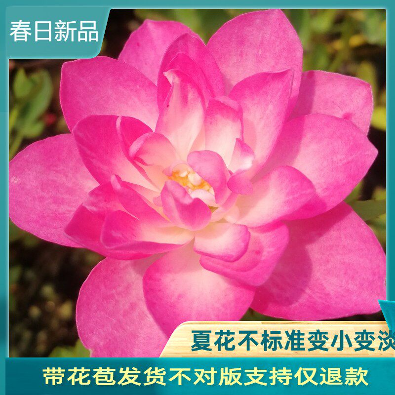 天荷繁星日系微月季阳台微型月季微月花卉好养绿植小盆栽姬月季