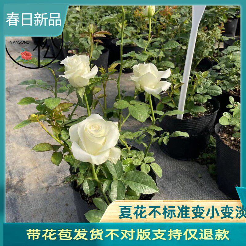 新品白巧克力月季玫瑰特大花苗切花盆栽四季灌木庭院阳台花卉植物