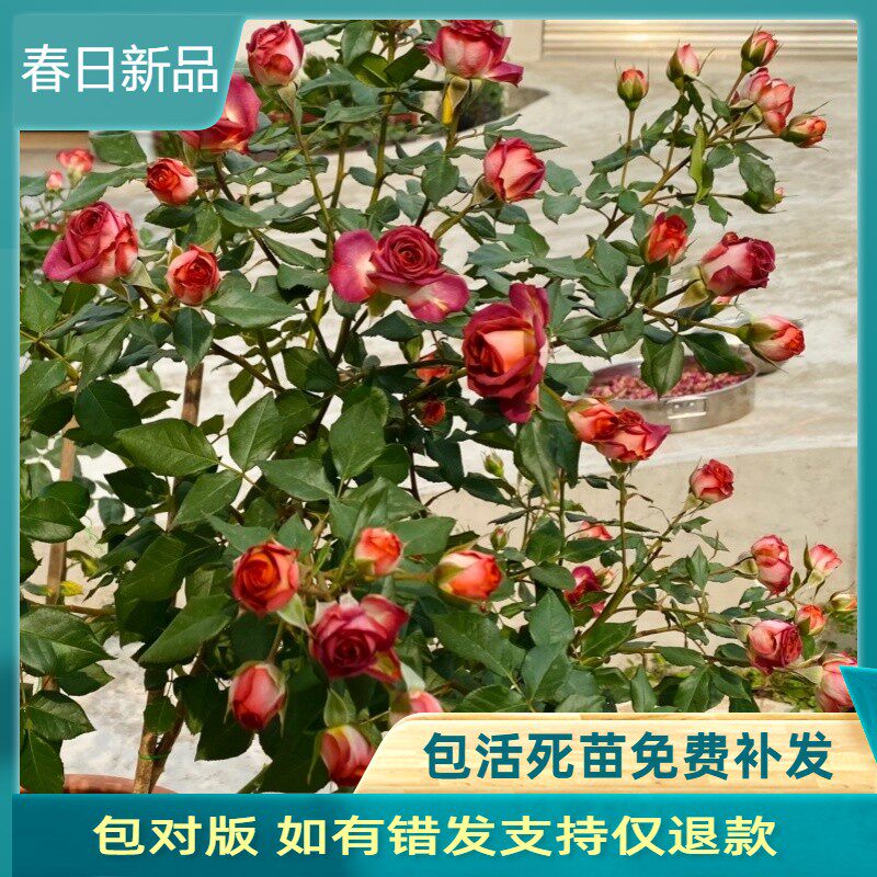 巧克力泡泡 无刺多头切花玫瑰 月季盆栽花苗阳台庭院丰花复古玫瑰