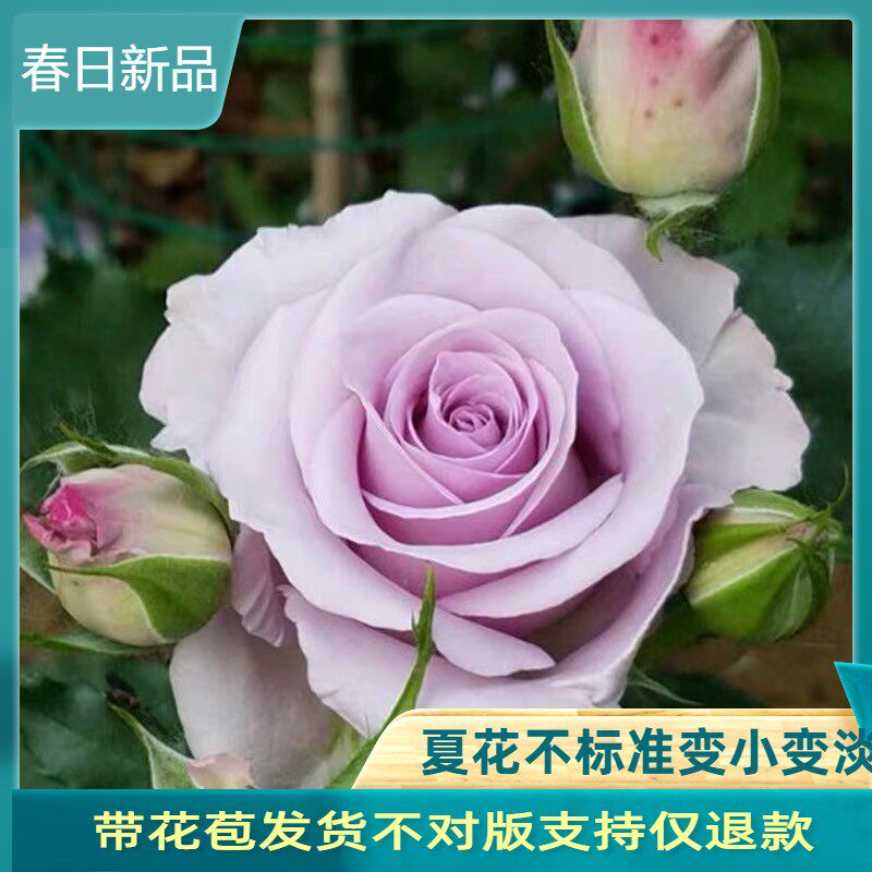 海洋之歌玫瑰花苗大花切花四季盆栽室外花卉观花庭院阳台蔷薇月季