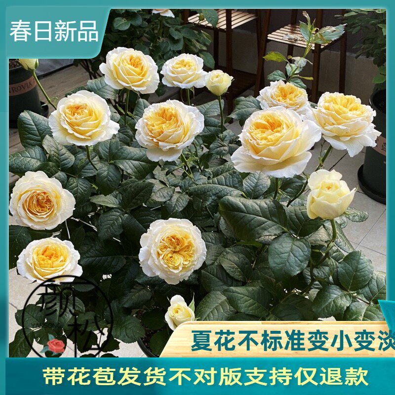 碧翠丝月季花苗浓香强抗病阳台室外庭院玫瑰盆栽植物灌木四季开