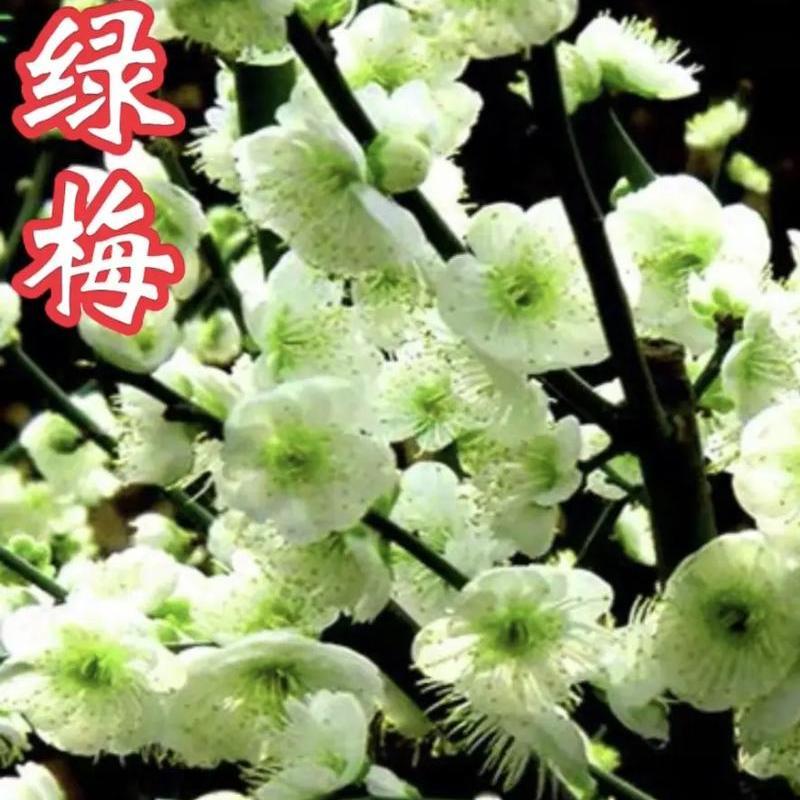 绿梅绿萼梅盆景梅l花老桩庭院树苗抗寒耐冻花卉室外植物原生浓香
