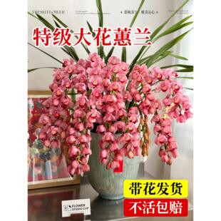 大花蕙兰兰花盆栽带花苞年宵花惠兰花剑室内客厅过年鲜花卉绿植物