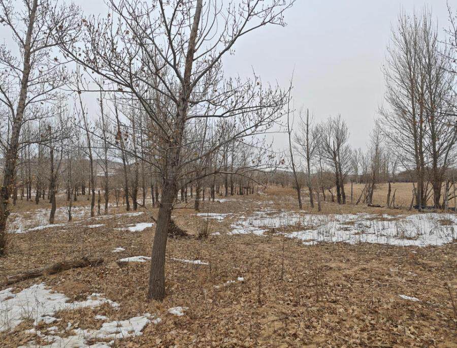 巴林右旗准哈日毛都嘎查碧流台小组南林地45亩