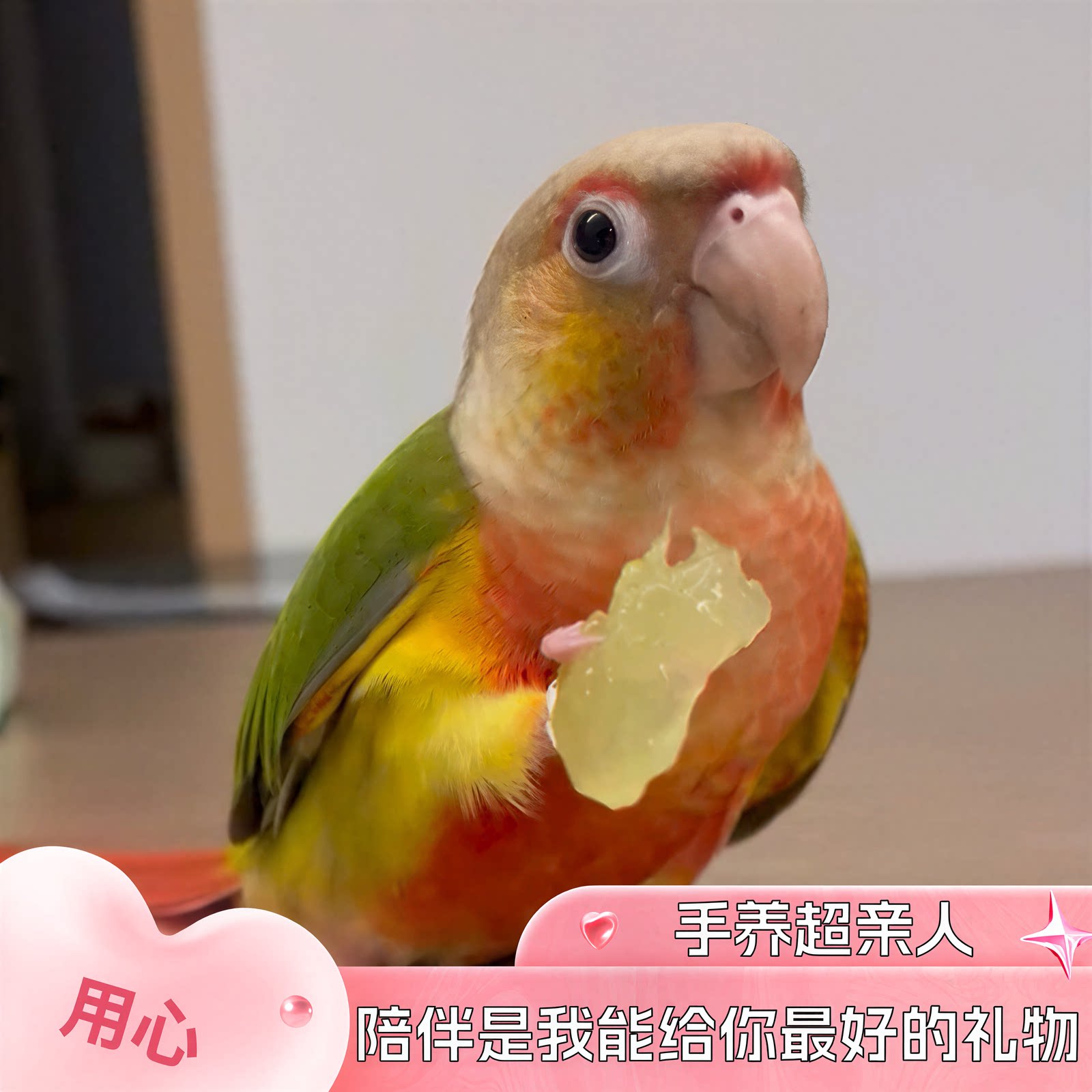 鹦鹉活鸟活物家养宠物小鸟中小型会说话手养小太阳鹦鹉包活