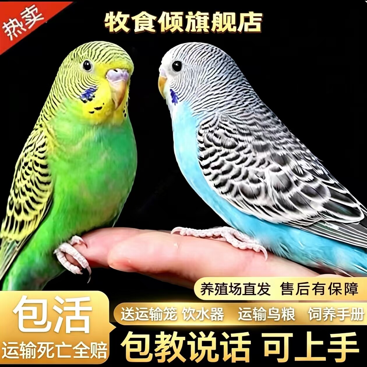 【包教说话】鹦鹉活鸟虎皮鹦鹉