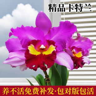 基地直发大花卡特兰浓香洋兰花苗盆栽花卉办公室绿植网红懒人植物