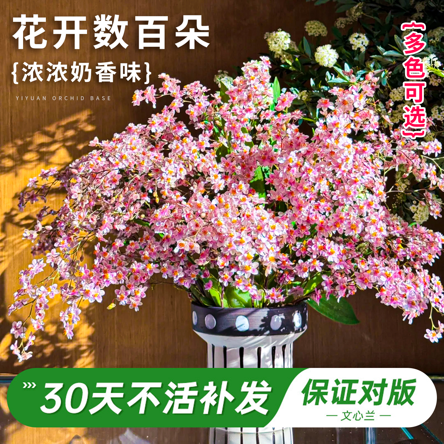 多巴胺梦香文心兰苗带花苞盆栽