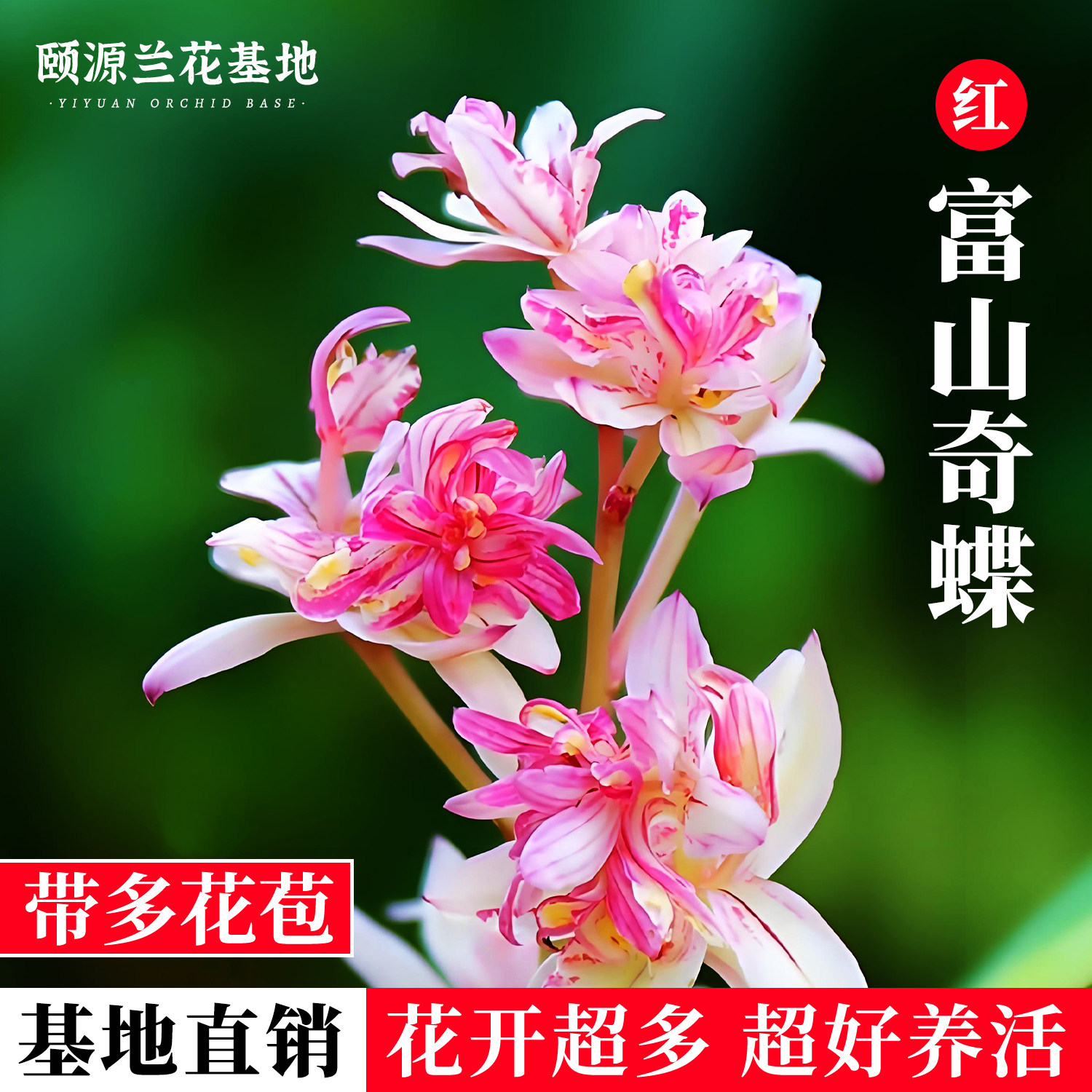 红富山奇蝶建兰正品奇花夏带花苞