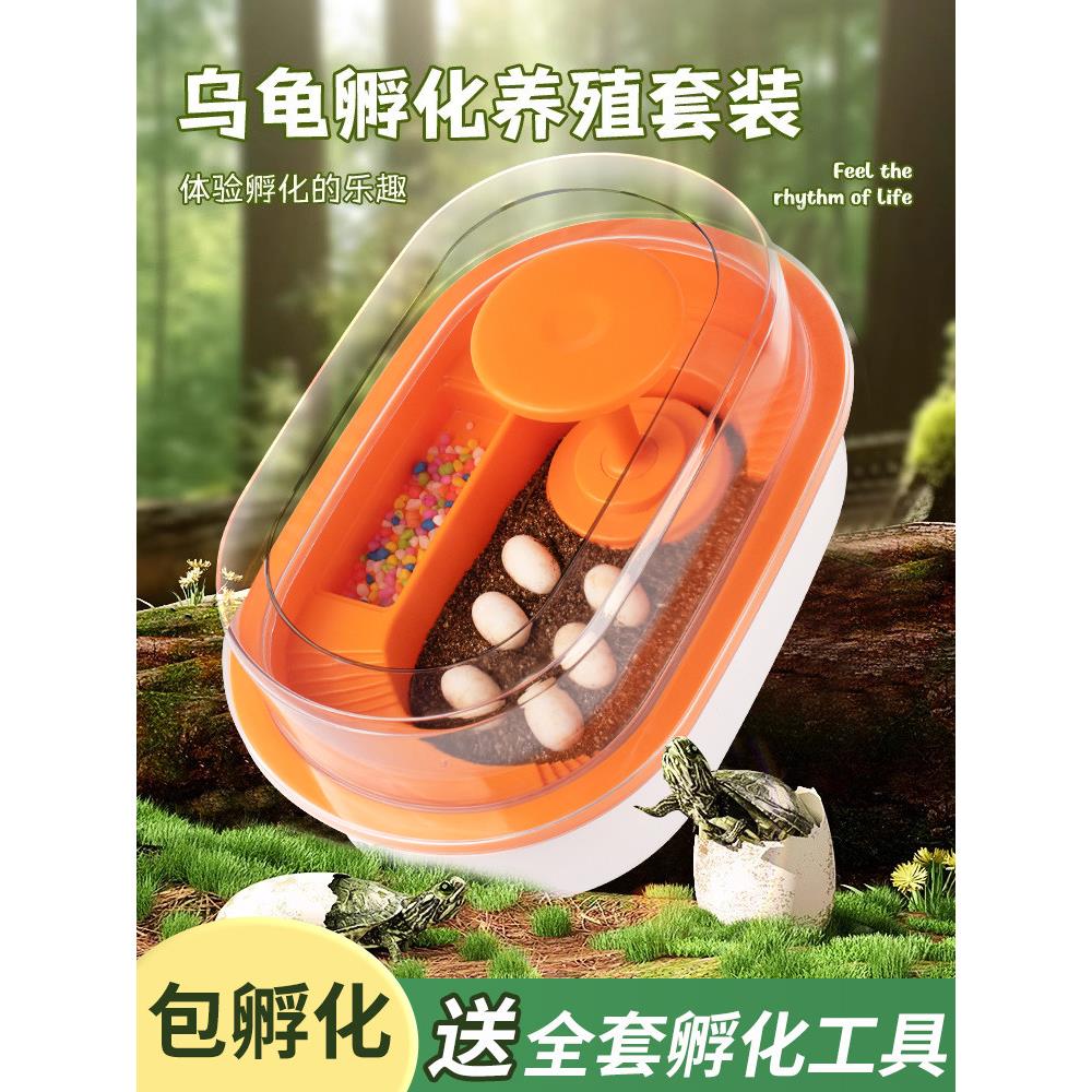 乌龟蛋宠物龟可孵化套装中华草龟好养耐活适合家养的小乌龟易存活