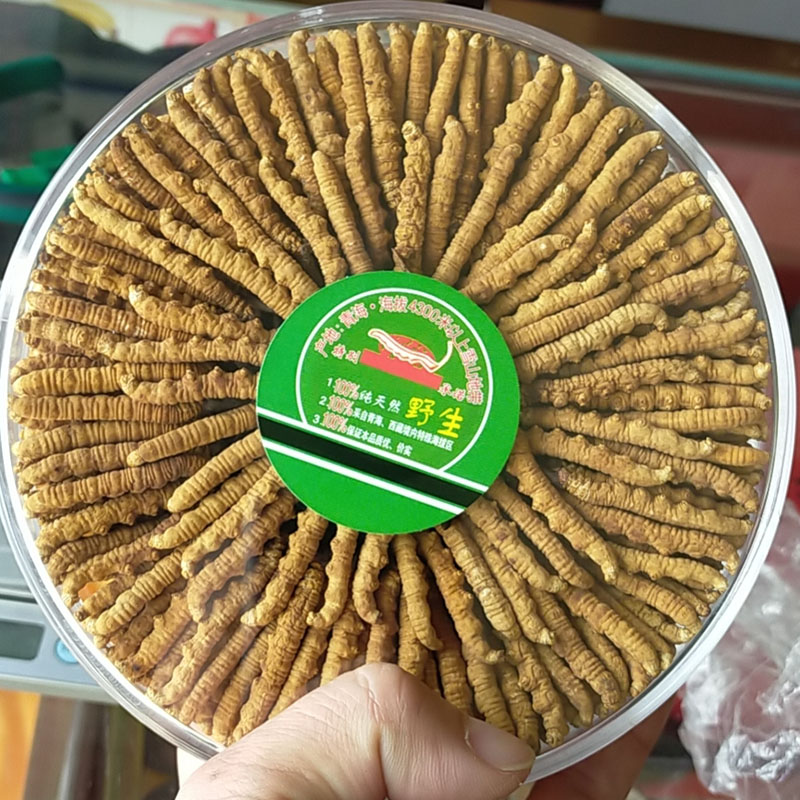野生西藏那曲新鲜冬虫夏草 青海玉树前期干虫草无断草礼盒装