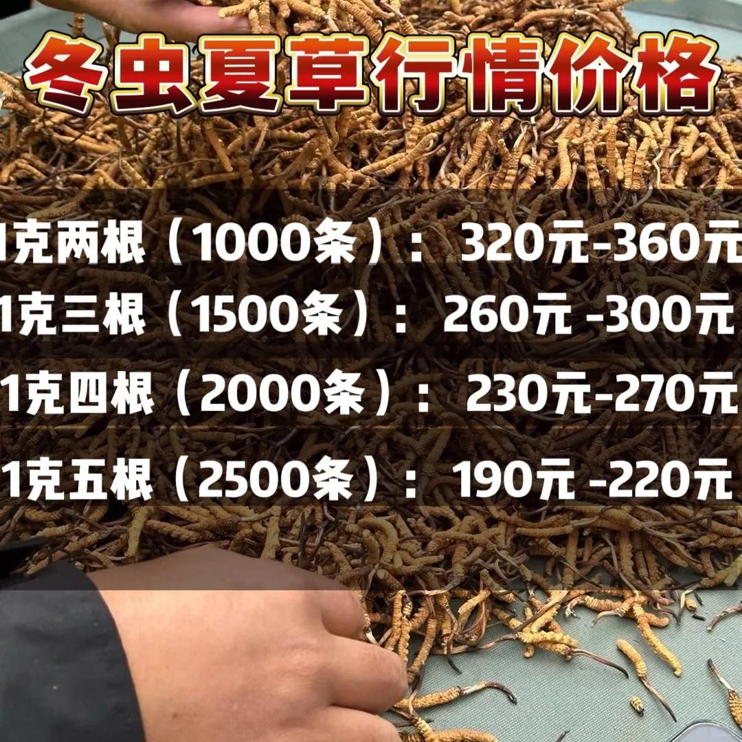 专业鉴定分辨真假冬虫夏