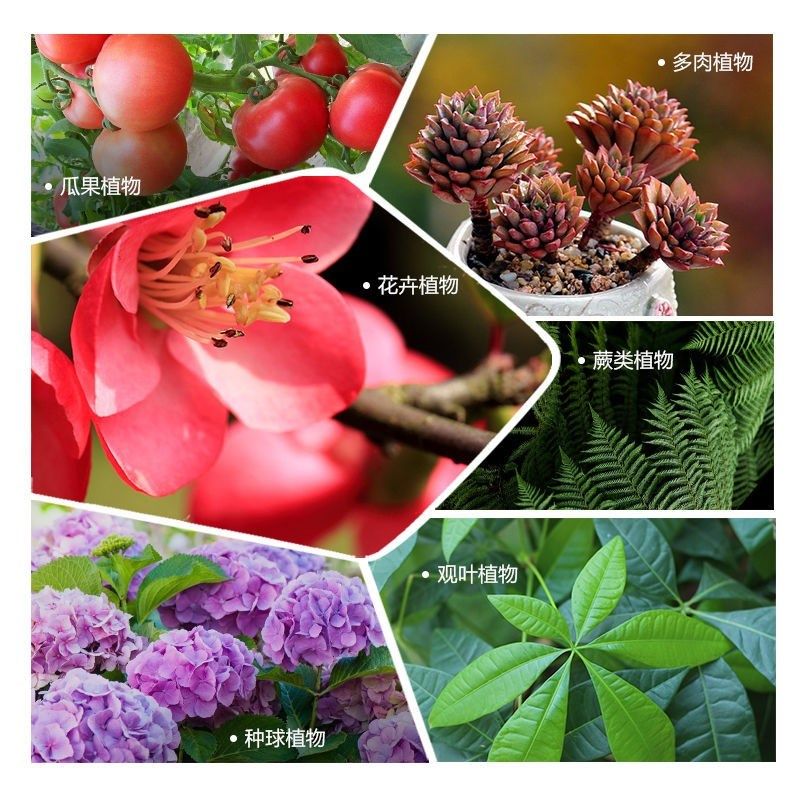 浇好运缓释片家庭园艺肥料通用型氮磷钾多肉盆栽有机花卉缓释肥