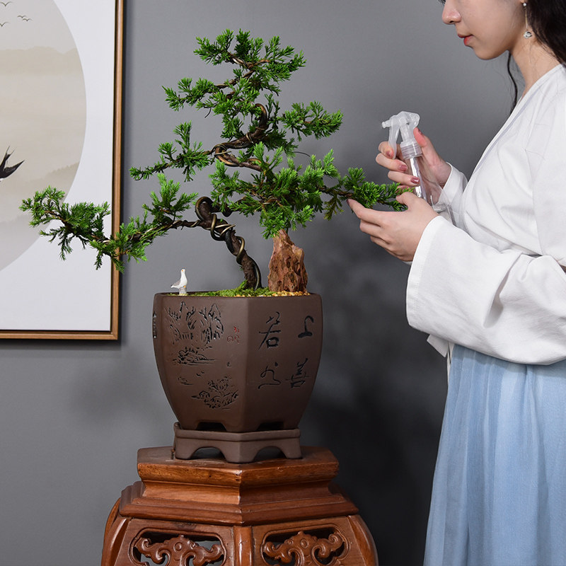 真松柏盆景悬崖式老桩造型盆栽客厅办公室内盘景植物好养四季常青