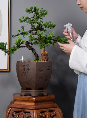 真松柏盆景悬崖式老桩造型盆栽客厅办公室内盘景植物好养四季常青