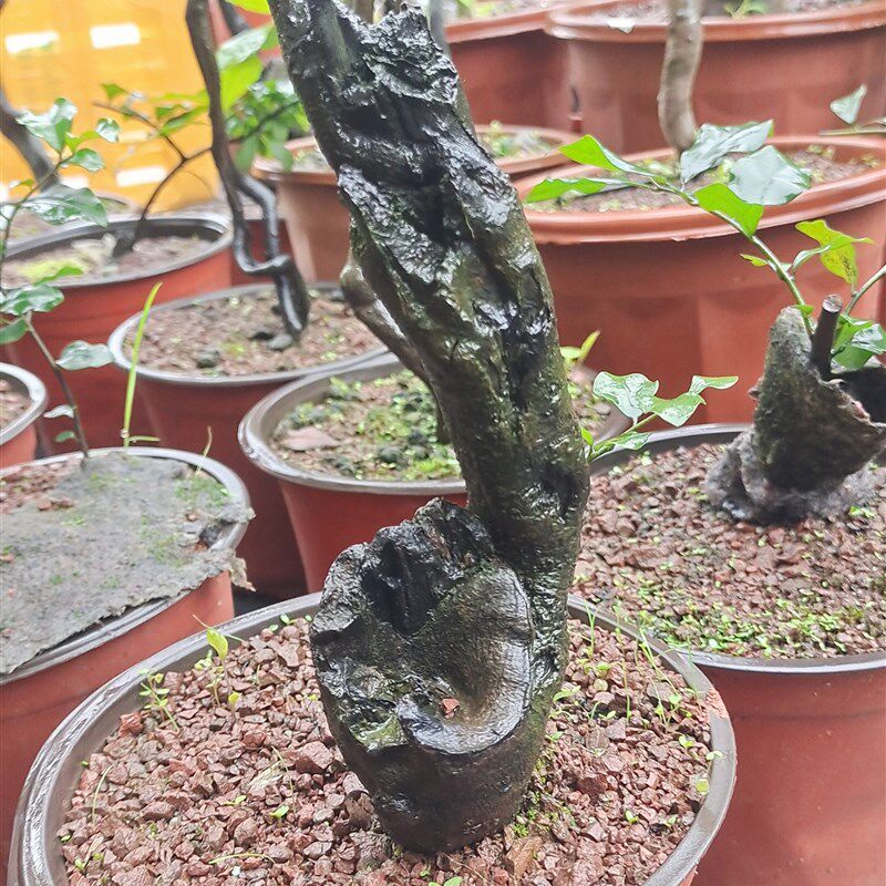 四季挂果灌木金弹子年老熟桩葫芦果公母组合阳台小盆景养花 - 实物图