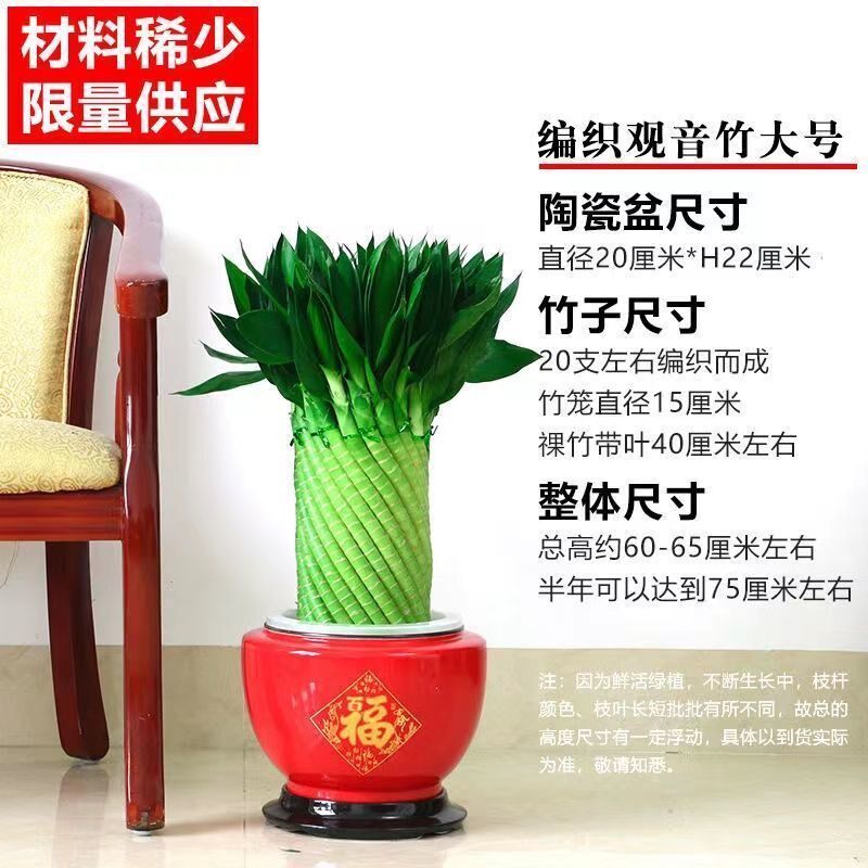 编织招财竹富贵竹水培花卉水养发财竹客厅办公室带根盆栽大型绿植