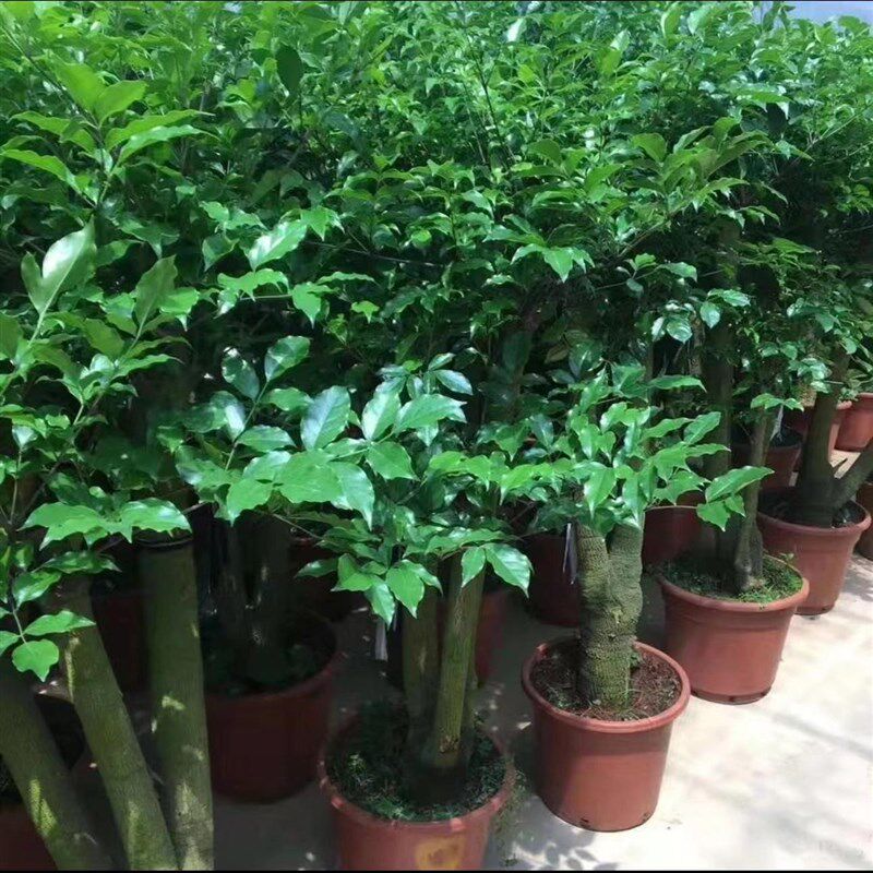 幌伞枫幸福树客厅盆栽大老桩四季常青吸甲醛别墅庭院办公室大绿植